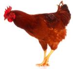 You can tell when chickens are dizzy, they only have two legs like we do